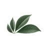 Logo Medicanova